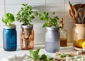 Evde topraksız tarım yapılır mı?