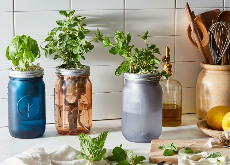 Evde topraksız tarım yapılır mı?