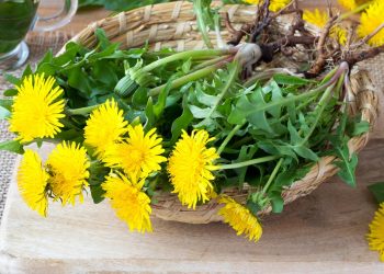 Bu bitkinin neye iyi geldiğine şaşıracaksınız!