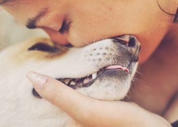 Patili dostlarımızın hayatını güzelleştirecek öneriler