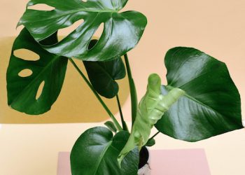 Bakımı çok kolay 12 ev bitkisi!