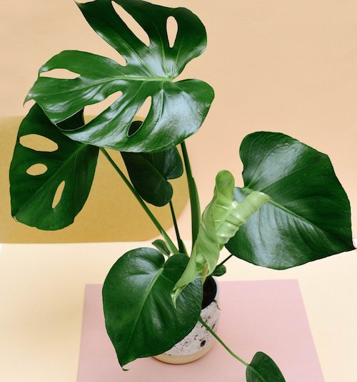 Bakımı çok kolay 12 ev bitkisi!