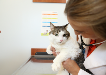 Erken Teşhis, Kedilerin de Hayatını Kurtarıyor!