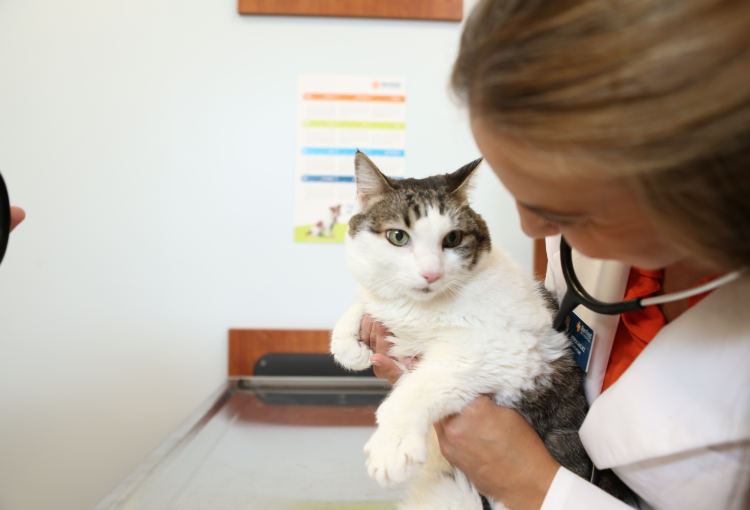 Erken Teşhis, Kedilerin de Hayatını Kurtarıyor!