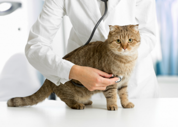 Erken Teşhis, Kedilerin de Hayatını Kurtarıyor!