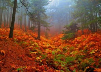 Kaz Dağları’nda sonbahar güzelliği