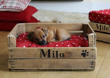 Kendin-yap kedi ve köpek yatakları