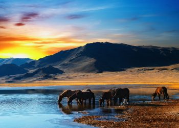 Moğolistan’da Muhteşem Değer Bir Vaha: Terelj