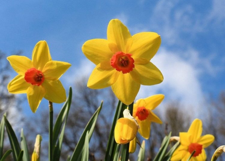 Prof. Dr. Nevzat Tarhan: “Yunus Emre kullandığı yöntemde travma tedavisi yapmış”