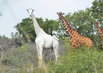 Dünyanın Bilinen Tek Beyaz Zürafası Koruma Altına Alındı