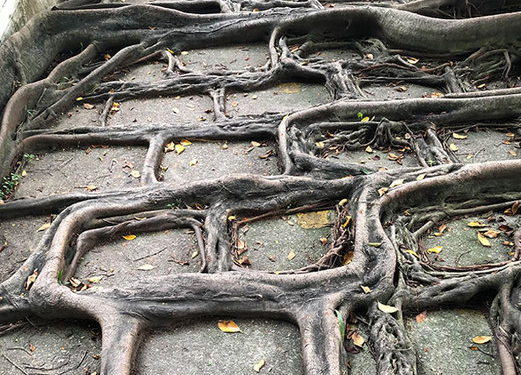 Doğanın uygar dünyayı yendiği anlar