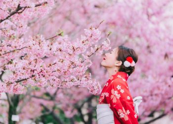 Cenneti Hissetmenin Zamanı; Japonya’da Sakura Mevsimi