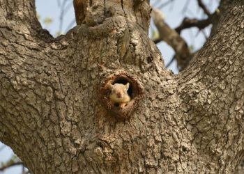 Boş kalan parklar sincaplar