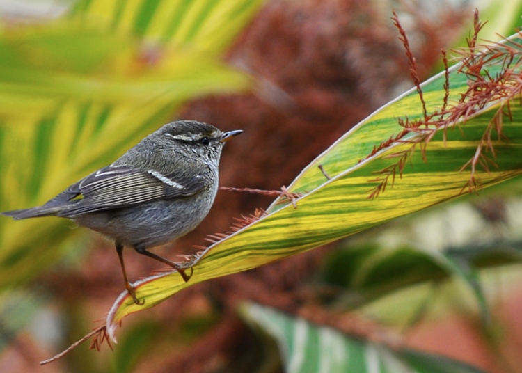 Ülkemizde yaşadığını bile bilmediğimiz küçük kuşlar