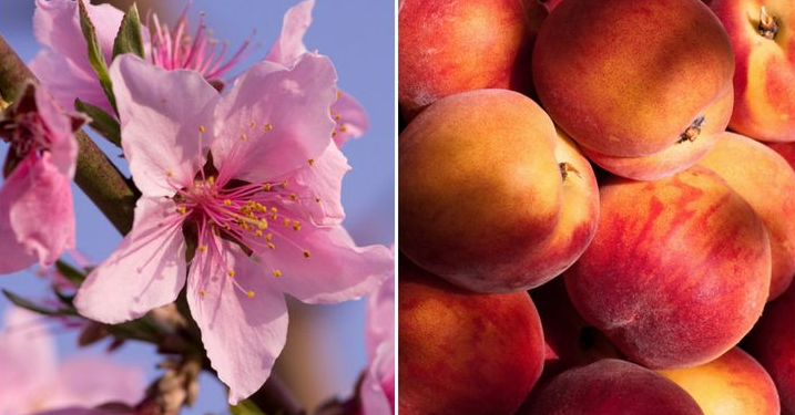 Meyve ve sebzelerin muhteşem çiçekleri