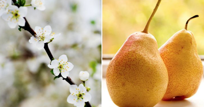 Meyve ve sebzelerin muhteşem çiçekleri
