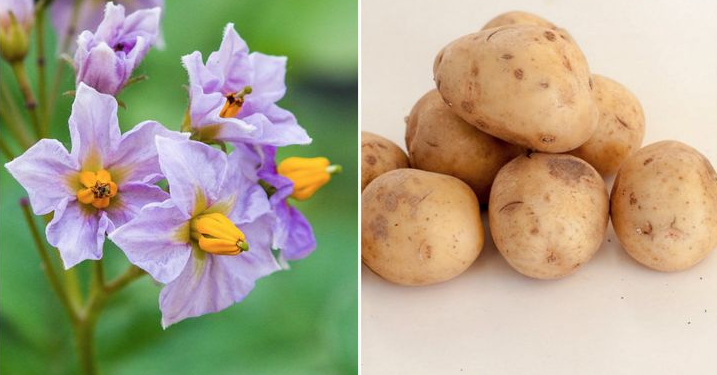 Meyve ve sebzelerin muhteşem çiçekleri