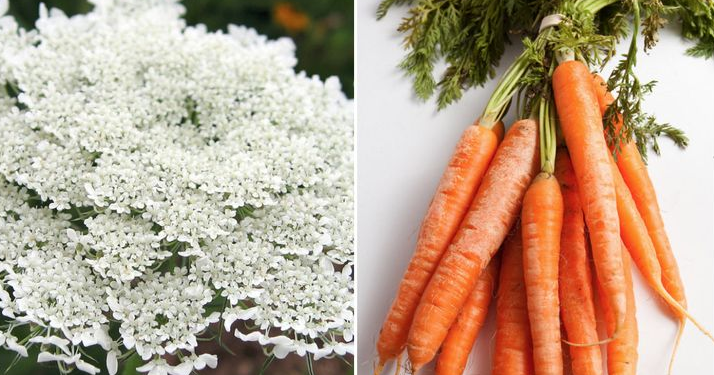 Meyve ve sebzelerin muhteşem çiçekleri