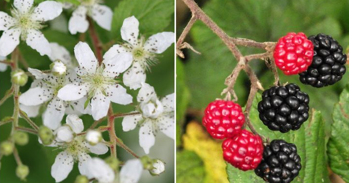 Meyve ve sebzelerin muhteşem çiçekleri