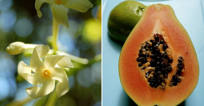 Meyve ve sebzelerin muhteşem çiçekleri