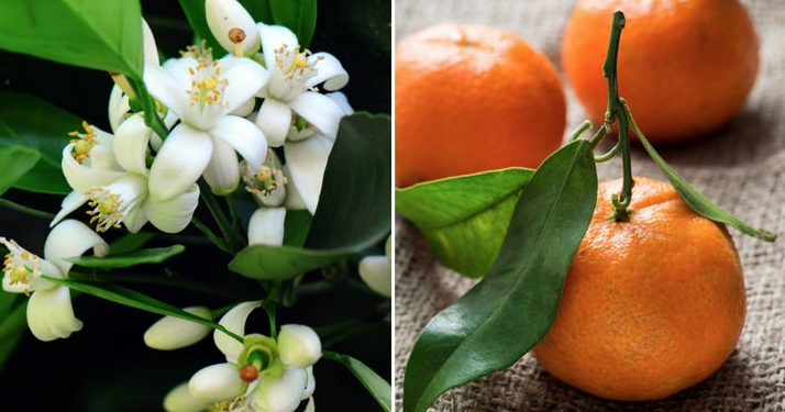 Meyve ve sebzelerin muhteşem çiçekleri