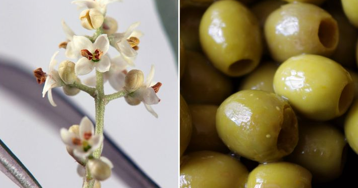 Meyve ve sebzelerin muhteşem çiçekleri