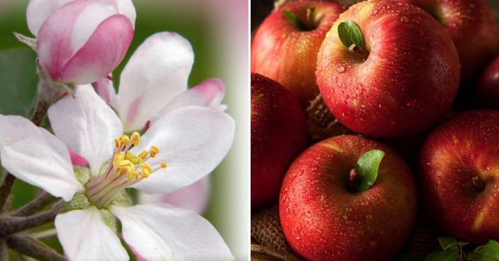 Meyve ve sebzelerin muhteşem çiçekleri