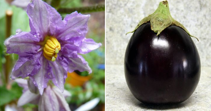 Meyve ve sebzelerin muhteşem çiçekleri