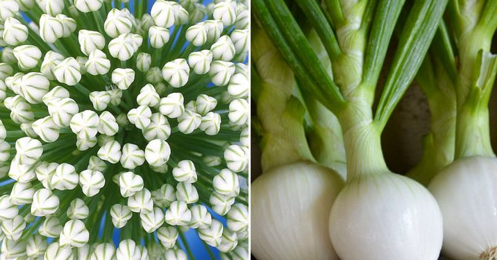 Meyve ve sebzelerin muhteşem çiçekleri