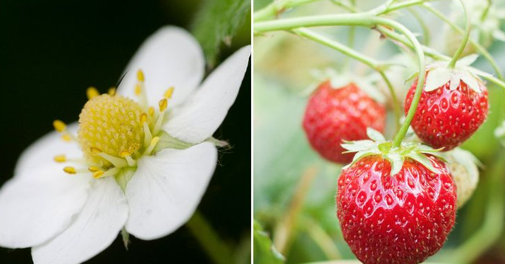 Meyve ve sebzelerin muhteşem çiçekleri