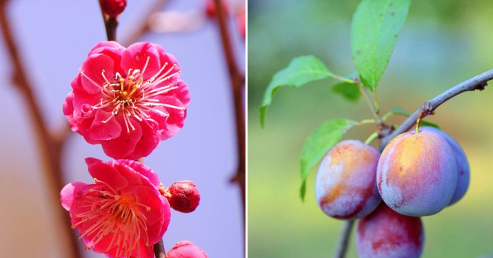 Meyve ve sebzelerin muhteşem çiçekleri
