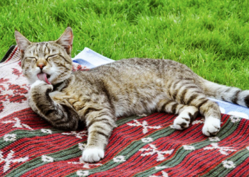 Evde kedi besliyorsanız dikkat! Pirelerle başınız belaya girebilir