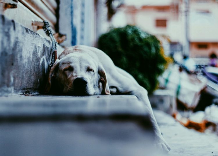 Sokak hayvanları nasıl beslenmeli?