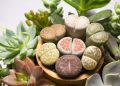 Lithops taş kaktüs bakımı nasıldır?