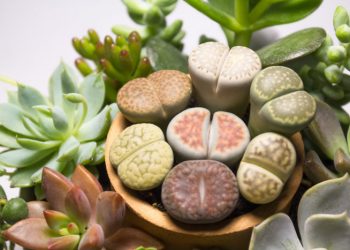 Lithops taş kaktüs bakımı nasıldır?
