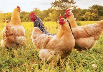 Yumurtasını yediğiniz tavuk ne kadar mutlu?