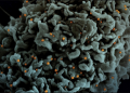 Bu da Son Varyantımız: Delmicron