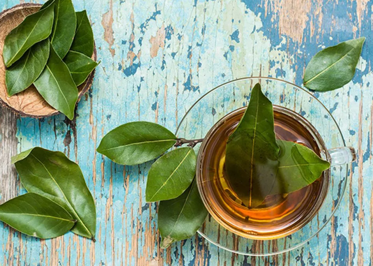 Defne nedir? Defnenin faydaları nelerdir?