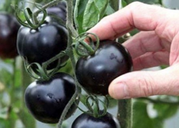 Siyah domates nedir? Siyah domatesin faydaları nelerdir?