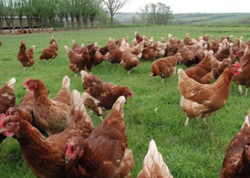 Normal Tavuk İle Organik Tavuk Arasındaki Fark Nedir? Organik Tavuk Nasıl Anlaşılır?