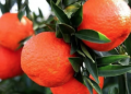 Mandalinanın Kalorisi Kaç? Mandalina Kilo Aldırır mı?