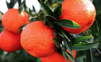 Mandalinanın Kalorisi Kaç? Mandalina Kilo Aldırır mı?