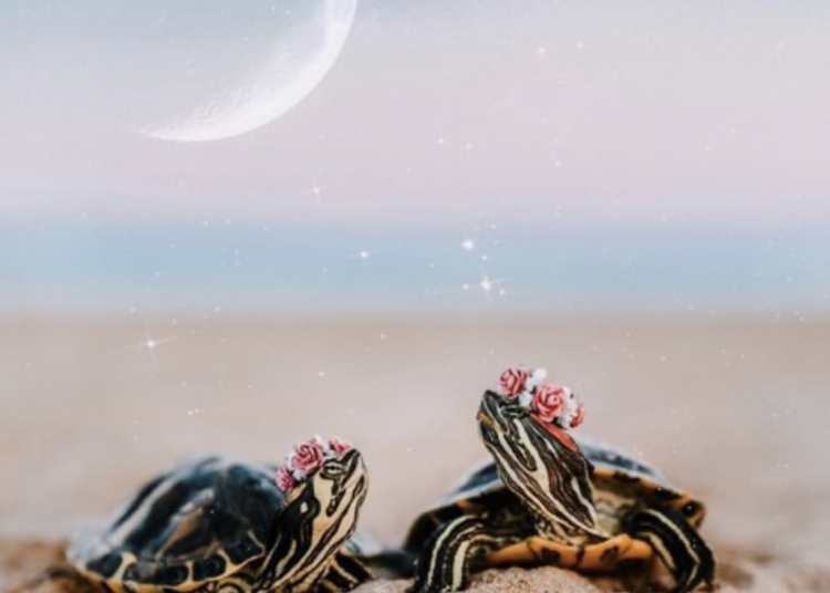 Kaplumbağalardan öğrenebileceğimiz hayata dair 5 ders