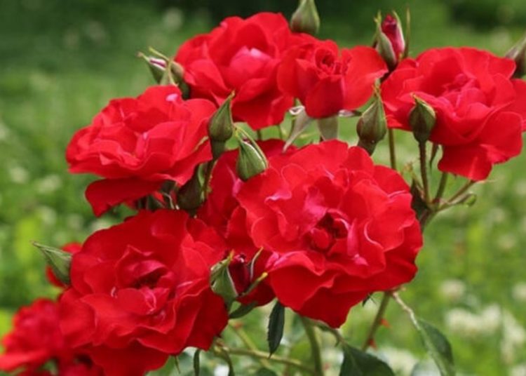 Hıdırellez: Bereketin şifanın ve niyetlerin orucu