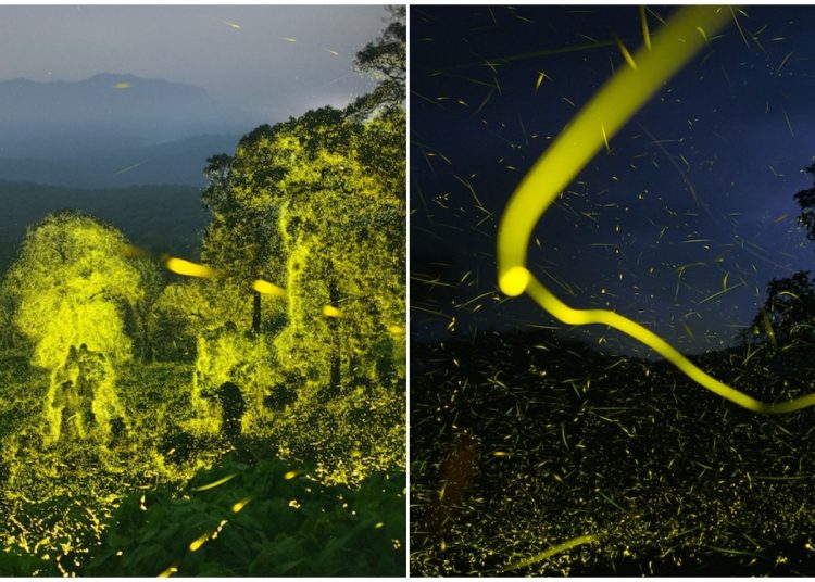 Masalsı Bir Yer! Ateş Böceklerinin Aynı Anda Yanıp Söndüğü Anamalai Tiger Koruma Alanı