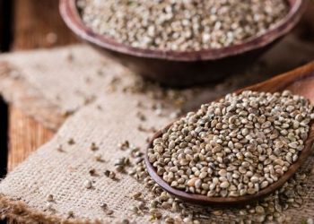 Kenevir tohumu nedir? Kenevir tohumu nasıl tüketilir? Kenevir tohumunun faydaları nelerdir?