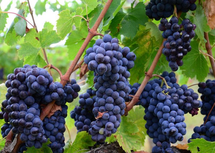 Üzümün faydaları nelerdir?