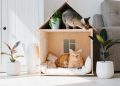 Kedi sahiplenmeden önce bilmeniz gerekenler
