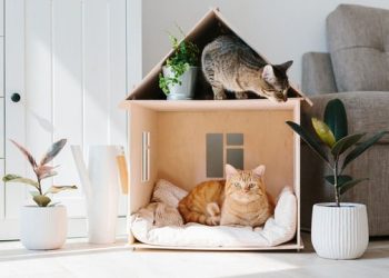 Eviniz kedi dostu mu?
