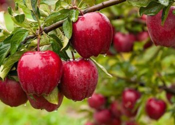 Elmada hangi vitaminler var? Elmanın faydaları nelerdir?